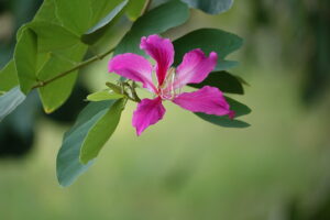 Relato: La Flor.